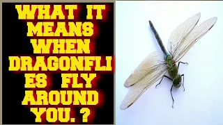 WHAT IT SPIRITUAL MEAN WHEN DRAGONFLIES FLY AROUND YOU ?