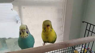 budgies asked for a kiss