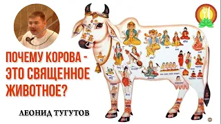 Почему Корова - это  Священное животное?  Леонид Тугутов. Лакшми Нараяна дас.