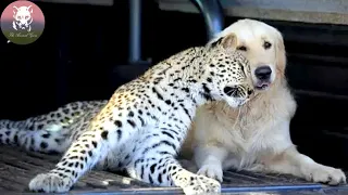 Cheetah and Dog Who Grew Up Together Are Best Friends