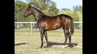 Inglis 2024 Classic - Lot 767 - Harry Angel x Teeancee filly