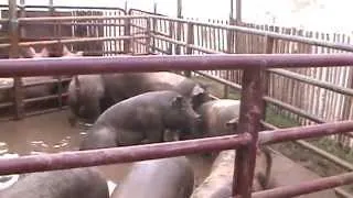 Corralled Pigs