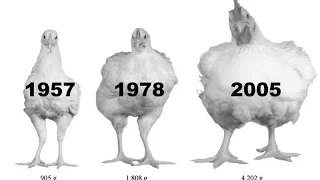 Why I don't eat chicken anymore !