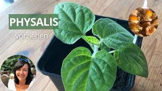 Physalis erfolgreich vorziehen: Schritt-für-Schritt-Anleitung für die Anzucht