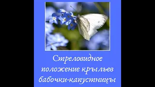 Стреловидное положение крыльев бабочки-капустницы