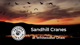 Sandhill Cranes at Whitewater Draw (January 26, 2024)