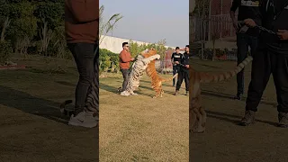 Fight Between White Tiger and Taby Tiger | Nouman Hassan |