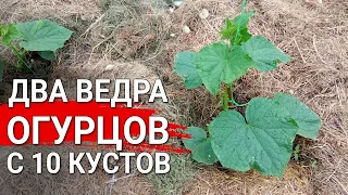 Два ведра огурцов с 10 кустов |  Секрет обильных урожаев огурцов