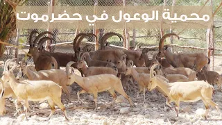 شاهد الوعول في حضرموت