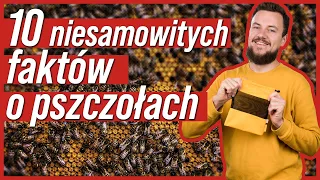 10 niesamowitych faktów o pszczołach (czwarty cię zaskoczy!)