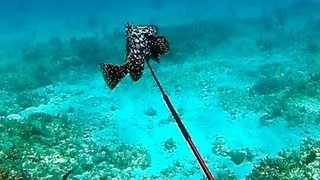 Spearfishing Rare Marbled Grouper - Bahamas Part 2 (Ted's HoldOver)