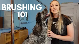 BRUSHING | THE BASICS | ENGLISH COCKER SPANIEL