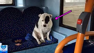 バスに置き去りにされてその場を動こうとしなかった一匹の犬。震える犬を救った運転手の優しさに心温まる【感動】