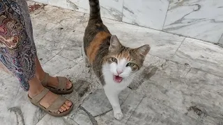 Kiki the cat asks me for food with its cutest meows and trills