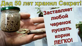 САМЫЙ ПРОСТОЙ СПОСОБ УКОРЕНИТЬ ЛЮБОЙ ЧЕРЕНОК 100% Черенкование. Черенки винограда.Черенкование роз.