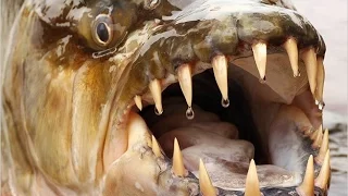 5 Опаснейших речных монстров The most dangerous river monsters