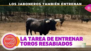 La difícil tarea de entrenar a 30 toros resabiados