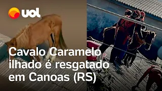 Cavalo ilhado em Canoas é resgatado após ficar preso em telhado no RS; vídeo mostra resgate