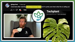 PLANT DRAMA with @TechplantChannel about Thai Constellation ROOT ROT