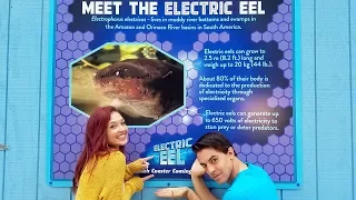 Get Ready to be EELectrified!