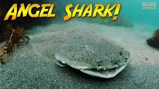 Nature's Perfect Ambush Predator:  The Angel shark!