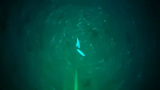 Underwater Camera - Deep Drop 8/22/21 - Part 1