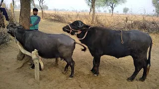 Super mating buffalo aur Bull mating try by village