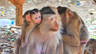 Most shocking heart...Why mother dropping her cutie newborn monkey / he looks so pity