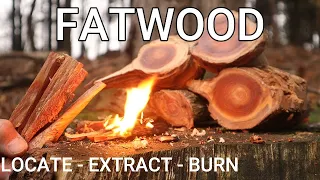 Is this nature's greatest Fire Starter? Fatwood for Bushcraft & Survival - How to find, burn, cook!