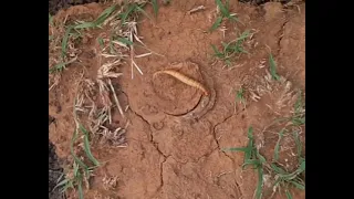 African Trapdoor Spider #spider