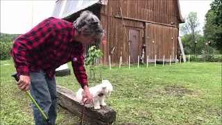 First 48 hr Training Puppy  : Coton de Tulear