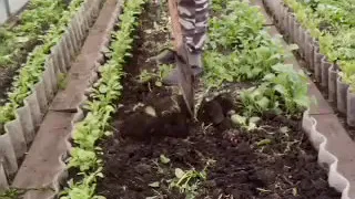 Подготовка почвы к высадке томатов в теплицу 2019г