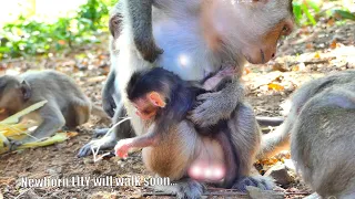 Looks Great... Newborn baby monkey LILY wants to get down for first walking, Mom ALIKA not allow yet