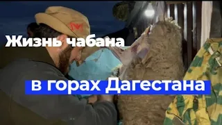 Жизнь чабана в горах Дагестана.  The life of a shepherd in the mountains of Dagestan