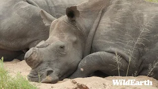 WildEarth - Sunrise Safari -  20 January 2024