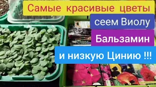 ЭТИМИ ЦВЕТАМИ ВЫ УКРАСИТЕ ЛЮБУЮ КЛУМБУ, обязательно посейте эти цветы !!!