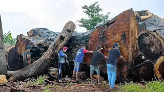 The cursed wood is dark black!! trembesi wood saw from Sulawesi I Sawmill