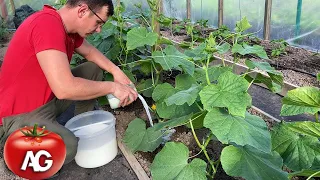 Cucumbers love this white top dressing! Cucumbers will fill you up with a premature harvest