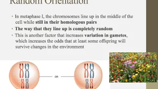 Notes for IB Biology Chapter 3.3