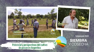 SIEMBRA Y COSECHA TV: Potencial y perspectivas del pecan en Argentina