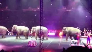 Elephant at Ringling Bros