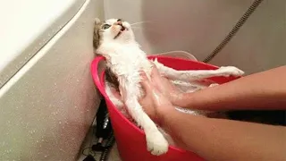 Funny Pets / Funny Cats 2021 / Jokes with Cats / Funny ANIMALS video #43