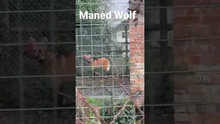 Maned Wolf l Shepreth Wildlife Park l UK l Massive Animal Shorts