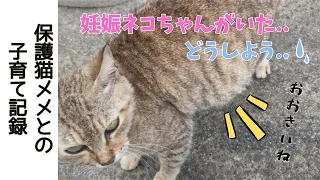 【保護猫】お腹がパンパンの妊娠猫との出会い。保護猫メメと過ごした子育て物語り