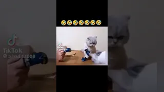 one punch cat