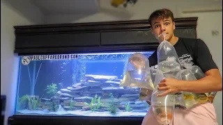 BUYING NEW FISH for AQUARIUM!!