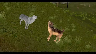 WolfQuest 3 AE  (this is the end )