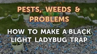 How to Make a Black Light Ladybug Trap