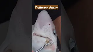 Поймали акулу во Владивостоке, Японское море. #блогвладивосток ПОДПИШИСЬ