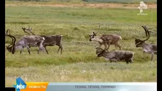 ТРК Северный город. Норильск. Новости. 02 августа 2019 года (пятница) + "Сборка мнений"